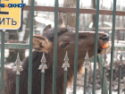 В Ставрополе парк Победы отключил зоопарку «Берендеево» электричество за долги