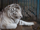 Белоснежный бенгальский тигр поселился в ставропольском зоопарке