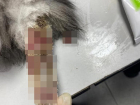 Юный живодер безжалостно пилит хвосты котам на окраине Ставрополя 