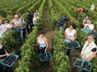 Меры господдержки позволили Ставрополью в прошлом году стать вторым по собранному урожаю винограда в стране
