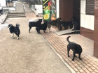 Стаи бродячих собак нападают на жителей Кисловодска, - очевидцы