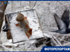 Белочка пришла: как флора и фауна Ставрополя преображается зимой