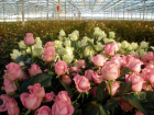 Комплекс за 1,2 млрд рублей по выращиванию роз возведут на Ставрополье