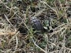 Гранату возле Олимпийского комплекса нашли в Кисловодске