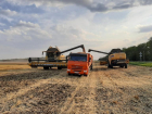 Новоалександровский горокруг лидирует по урожайности зерновых на Ставрополье