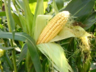 Десять тысяч тонн токсичной кукурузы выявили на Ставрополье
