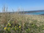 Жители Ставрополья заметили Адонис весенний вблизи Новотроицкого водохранилища