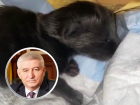 У главы Ставрополя пополнение в семье: родился котенок
