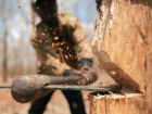 Жители Светлограда жалуются на вырубку деревьев 
