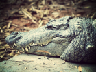 В Пятигорский зоопарк отправили ставропольского крокодила Гену