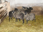 Шесть овец похитили и увезли на "легковушке" двое мужчин на Ставрополье 