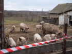 Новый очаг африканской чумы свиней выявили в Красногвардейском округе