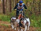 Хаски и овчарок запрягали в велосипед на соревновании ездовых собак в Ставрополе