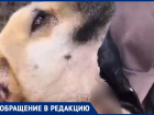 «Пустил на шашлык»: сожженные части собак нашли на даче недалеко от Георгиевска