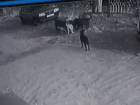 Стая собак растерзала кошку во дворе Кисловодска и попала на видео 