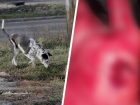 «Вырванный кусок мяса»: кровавое нападение бездомных собак на человека произошло в Буденновске