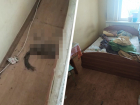 «Кладбище домашних животных»: в Ессентуках кошки провели в закрытой квартире два года