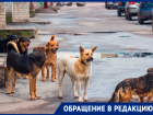 Стая собак погналась за подростком на юге Ставрополя