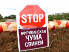 На Ставрополье пресекли распространение африканской чумы свиней 