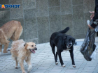 Режим экстраординарной ситуации по отношению с бездомными собаками готовятся ввести власти Ставрополья 