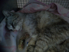 Кошек жестоко расстреляли из пневматики в Кисловодске