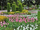 Более ста тысяч тюльпанов высадили в Ставрополе