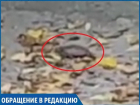 "Бедную черепашку забыли в спущенном пруду в парке", - ставропольчанка