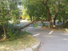 Упавшее дерево пять дней мешает жителям дома в Ессентуках выехать из двора