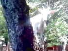 Коза решила поселиться на дереве в зоопарке Ставрополя и попала на видео