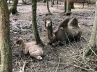  Фото худых верблюда-мамы с появившимся на свет верблюженком в зоопарке вызвало возмущение жителей Ставрополя