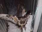Подстреленного и испуганного орла нашел житель Ставрополья 