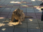 Два очаровательных львенка появились на свет в зоопарке Ставрополя