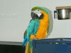 На выставке экзотических животных попугай целовался с детьми