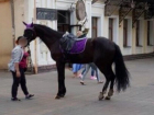 Ситуацию со сбившей женщину и ребенка лошадью проверит следком Ставрополья 