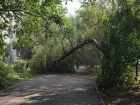 День падающих деревьев: огромный ствол обрушился на пешеходную дорожку в Юго-Западном районе Ставрополя