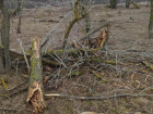 Экскаваторщик почистил ковш о деревья на 1,7 миллиона рублей