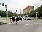 Неуправляемая корова вызвала хаос на дорогах Ставрополя
