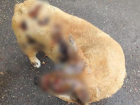 Житель Ессентуков отправится под суд за поджог собаки