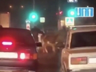 Странные манипуляции двух мужчин с коровой посреди дороги попали на видео в Пятигорске