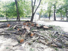 Новый сквер в центре Ставрополя строят на щепках спиленных деревьев