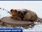 Горожанка призвала спасти от голода бездомных животных на холодных улицах Ставрополя