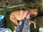 Жительница Ставрополя выбросила собаку с третьего этажа на глазах у детей
