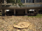 Огромный вековой тополь срубили в курортно-санитарной зоне Пятигорска 