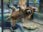 Апрельский подарочек: в ставропольском зоопарке родились три енота