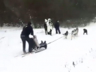 Ставропольчане устроили веселое катание на санях с упряжкой собак