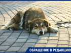 Жители Ставрополья бьют тревогу из-за травящих собак живодеров