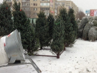 Элитные хвойные деревья стоимостью от 12 тыс рублей появились на елочном базаре Ставрополя