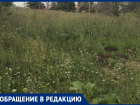 Жители Ставрополья жалуются на заросшие амброзией дворы, детские площадки и улицы