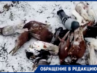 Мертвых голубей обнаружили в Благодарненском округе Ставрополья