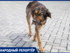 Пенсионерка из Ставрополья в 73 года пытается бороться с проблемой бродячих собак
